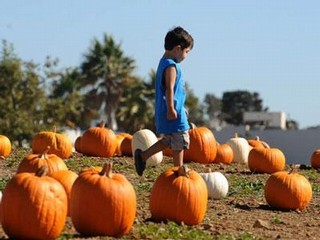 A pumpkin for everyone